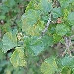Ribes alpinum Листок