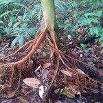 Xylopia pulcherrima Corteza