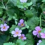 Sutera cordata Fula