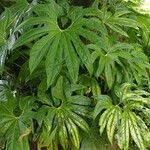 Anthurium pedatoradiatum Alkat (teljes növény)