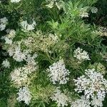 Sambucus nigraFlower