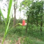 Lathyrus sphaericus Flower