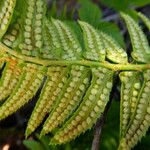 Polystichum lonchitis Плод