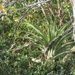 Tillandsia utriculata Лист