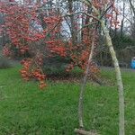 Crataegus persimilis Habitus