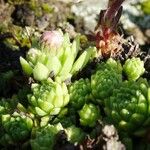 Sempervivum montanum পাতা