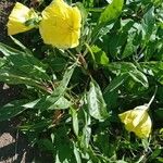 Oenothera macrocarpa आदत