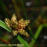 Schoenoplectiella mucronata Fruto