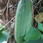 Luffa aegyptiaca Фрукт