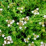 Thymus vulgaris Hábitos