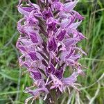 Orchis militarisBlüte