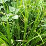 Carex sylvatica आदत