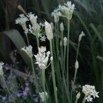 Allium tuberosum Blüte