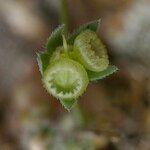 Omphalodes linifolia Fruit