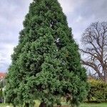 Sequoiadendron giganteum Hábito