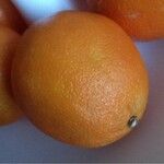 Citrus sinensis その他の提案