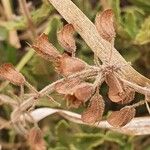 Orthosiphon parvifolius ഫലം