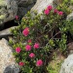 Rhododendron ferrugineum Blomma