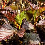 Physocarpus opulifolius برگ