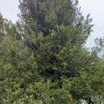 Quercus ilex عادت داشتن