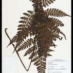 Triplophyllum hirsutum Levél