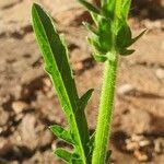 Nidorella aegyptiaca Leaf