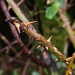 Rosa dumalis Corteccia