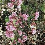 Viburnum × bodnantense Blomma