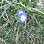 Convolvulus tricolor Flower