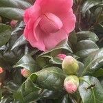 Camellia sasanqua Flor