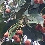 Syzygium aqueum Folha