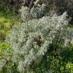 Artemisia arborescens 葉