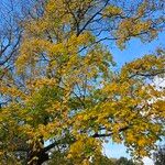 Acer cappadocicum অভ্যাস