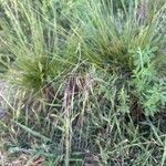 Nassella neesiana 葉