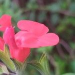 Salvia microphyllaFlor