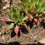 Oenothera parvifloraFeuille