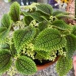 Pilea involucrata Ліст