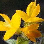 Anthyllis circinnata 花