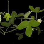 Dalechampia scandens Hoja