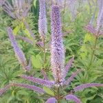 Veronicastrum sibiricum Kukka