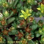 Sedum litoreum Outro