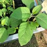 Valeriana phu Leaf