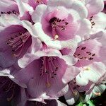 Rhododendron pudorosum Flor