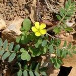 Tribulus terrestris Лист