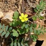 Tribulus terrestris 叶