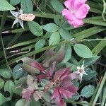 Rosa pendulina Otro
