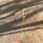 Carex montana Lorea