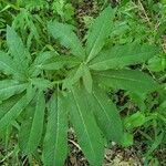 Arisaema dracontiumBlad