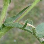 Ononis natrix Leaf