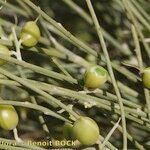 Retama rhodorhizoides Плод